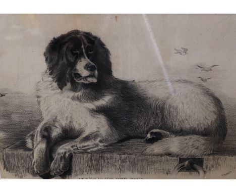 A pencil sketch of a Newfoundland , after Landseer&nbsp;