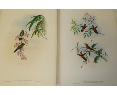 John Gould (British, 1804-1881) HUMMINGBIRDS Delattria Viridipallens; Nectarinia Insignis; Selasphorus Scintilla; Phaethornis
