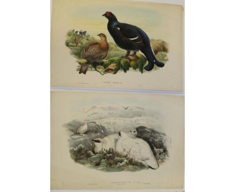 John Gould (British, 1804-1881) Lagopus Mutus [Ptarmigan]; Tetrao Tetrix [Black Grouse]; Red-Legged Partridge [with a differe