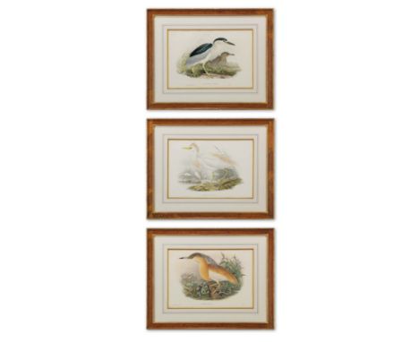 John Gould (British, 1804-1881) and Henry Constantine Richter (British, 1821-1902)Bulphus Comatuslithograph with handcolourin