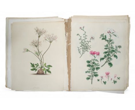 Henry C. Andrews Geraniums: or, a monograph of the genus geranium London: R. Taylor, 1805 FIRST EDITION, 4to (310 x 235mm.), 