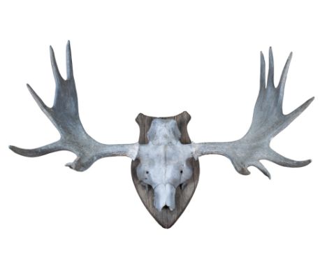 A hunting trophy of a moose