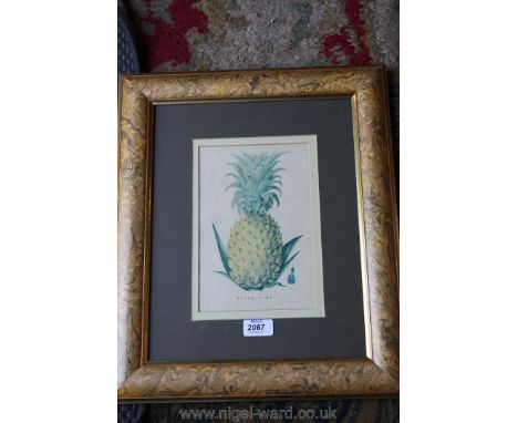 A framed Print of a Pineapple