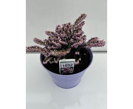 Erica Margaret Porter Heather in tin planter. Not available for in-house P&amp;P 