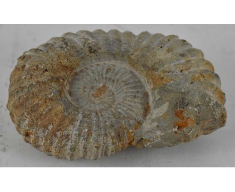 An ammonite fossil, width 15cm. 