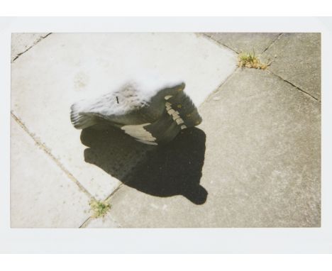 Cornelia Parker OBE RA,  British b.1956-Untitled (Decoy Pigeons);   unique polaroid print on photography paper, signed and da