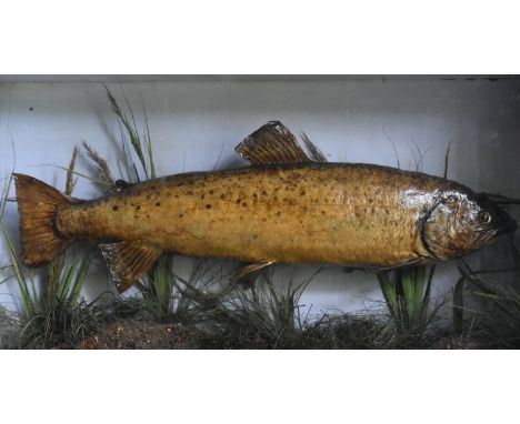 A taxidermy, cased mounted Brown Trout (Salmo Trutta) set against a painted backdrop with realistic river bed setting. H.36 W