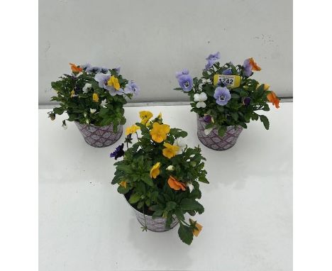Three pretty Viola tins. Not available for in-house P&amp;P 