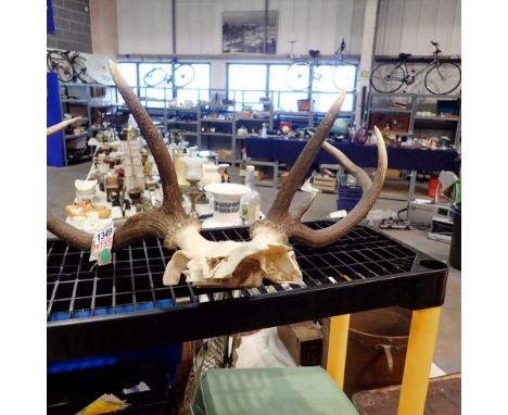 Deer antlers on a half top skull. Not available for in-house P&amp;P 