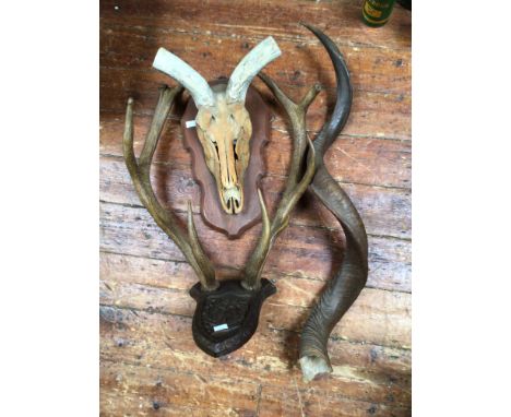 A pair of deer antler horns, mounted on wooden carved plaque, together with a mounted Kudu skull with one horn (2) 