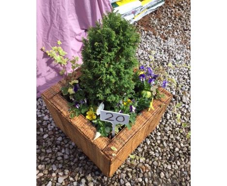 Wicker Planter (20)
