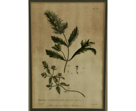 Pair of 18th century botanical coloured engraving, “Brunella” and “Blattaria”. R Lancake Delin / JJ Miller Sculp. Published a