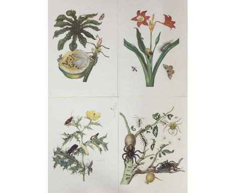 Collection of unframed botanical and entomological coloured lithographs on heavy wove paper, including proof printings. After