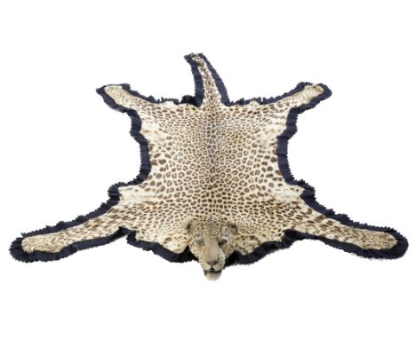 Taxidermy. An Indian leopard skin rug mounted by Van Ingen & Van Ingen of Mysore, with head mount and glass eyes, with teeth 