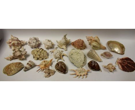 Concology - spider conches, fox conch, tiger cowies, helmet shell, abalone, etc