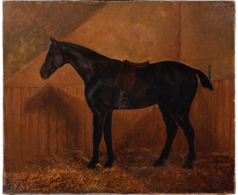 English Equestrian School, early 20th c - Portrait of a Saddled Hunter in a Loose Box, oil on canvas, 51 x 61cm, unframed  Ol