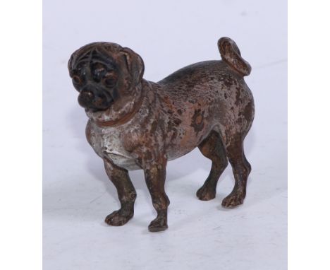 An Austrian cold painted bronze, of a pug, 8cm long, Vienna c.1900 