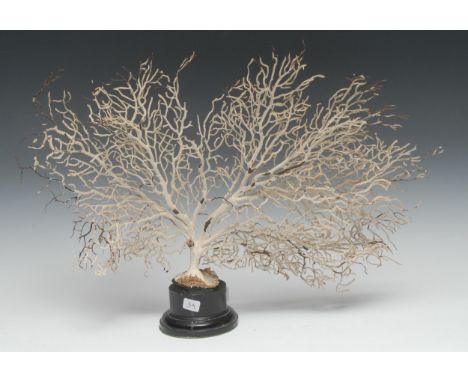 Natural History - a tree coral specimen, mounted for display, 46cm wide 