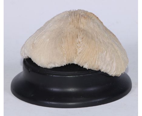 Natural History - a large mushroom coral specimen, mounted for display, 18cm wide 