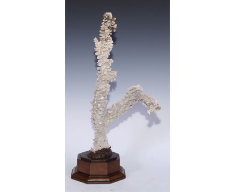 Natural History - a large branch coral specimen, mounted for display, octagonal oak base, 55cm high 