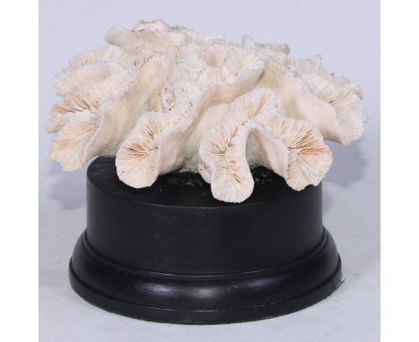 Natural History - a large coral specimen, 22cm wide, mounted for display 