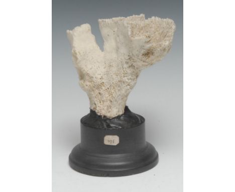 Natural History - a coral specimen, mounted for display, 14cm high 