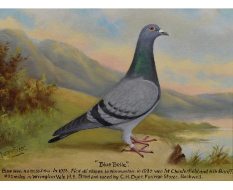 Andrew Beer (1862-1954) - Oil on canvas laid on board - Racing pigeon portrait, '"Blue Belle", Blue Hen. N.U.RP. 36.P.848. In
