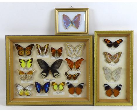 A group of three glazed cases containing mounted taxidermy butterflies, mostly South American species, eighteen butterflies i