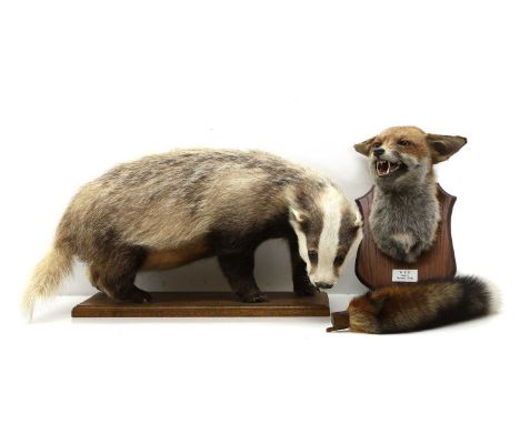 Taxidermy, a badger and fox meles meles, and vulpes vulpes, the badger in a standing pose, 59cm wide, a fox head mounted on a