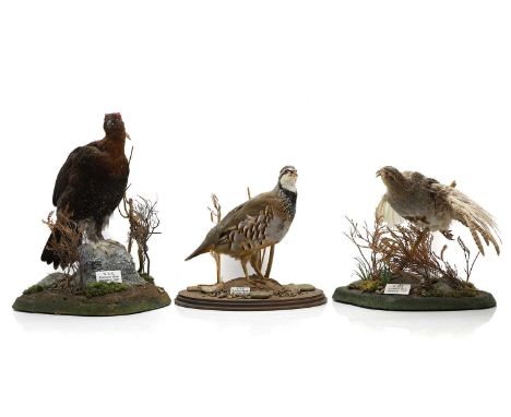 Taxidermy: game birds comprising;a grey partridge,Perdix perdix, with a plaque inscribed 'W.R.R Murton Grange, November 2005'