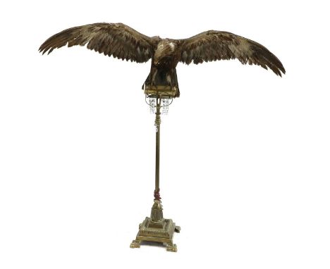 Taxidermy: Golden Eagle aquila chrysaetos, late 19th to early 20th century, modelled with its wings spread, raised on a brass