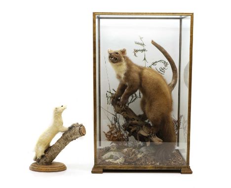 A taxidermy of a pine marten, Martes martes, set in naturalist surroundings in a glazed case 44cm wide 33.5cm deep 68.5cm hig