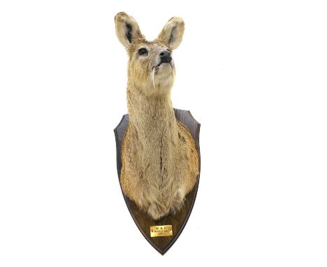 Taxidermy: a Chinese water deer  Hydropotes inermis, mounted on a wood plaque, inscribed 'W.R.R Beckerings 1-3-10', 75cm high