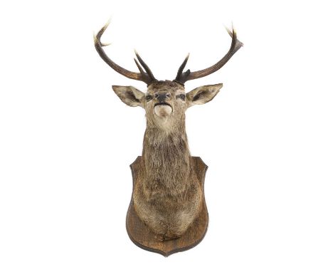 Taxidermy: A Red deer stag, Cervus elaphus, neck mount on a hardwood shield120cm high