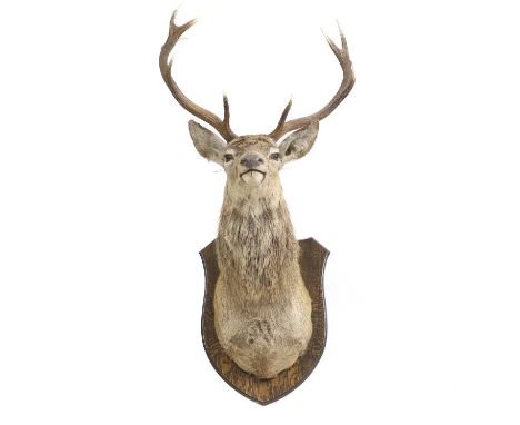 Taxidermy: a Red deer stag, Cervus elaphus, neck mount on a hardwood shield138cm high