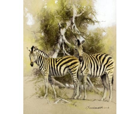 *** Kim Donaldson (born 1952) - Pastel - "Zebra Sketch II" (Mother/Young), 11.25ins x 9.5ins, signed, in painted frame and gl