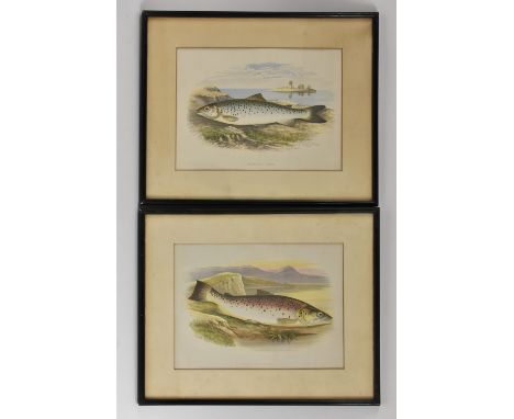 English School (19th century), a pair of fishing prints, Great Lake Trout and Lochleven Trout, chromolithographs, 22cm x 29.5