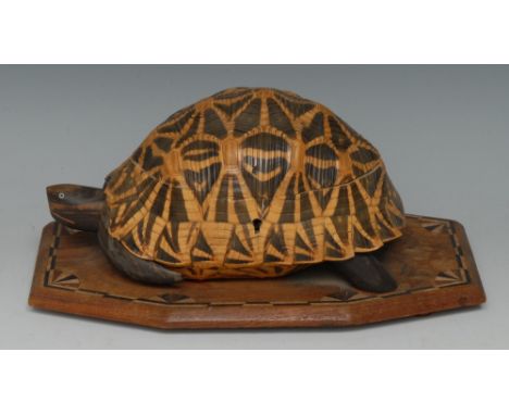 A Colonial novelty box or caddy, as a tortoise and formed from a shell, hinged cover inlaid to verso with paterae and enclosi
