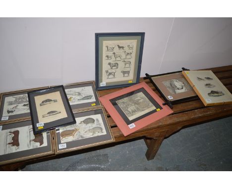 *A miniature portrait of a dog in pen and ink; together with sundry natural history prints; variously framed.  (9)