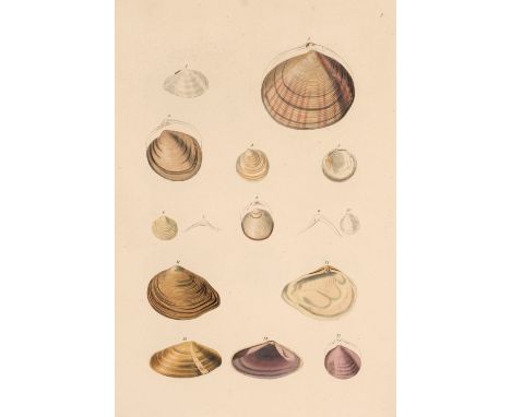 Turton (William). Conchylia Dithyra Insularum Britannicarum. The Bivalve Shells of The British Islands, systematically arrang