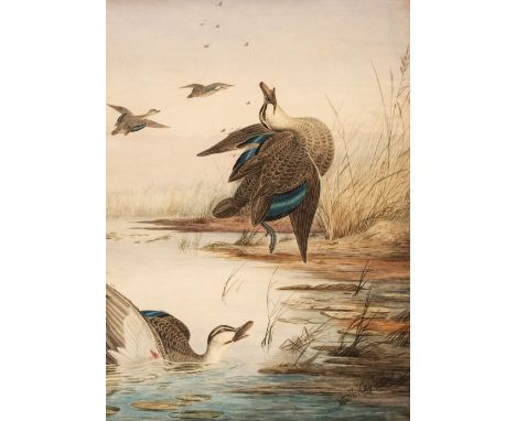 * Cayley (Neville Henry Peniston, 1854-1909). Shot ducks, watercolour on paper, signed lower right, 72.5 x 57.5 cm, small clo