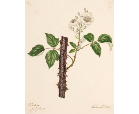 Botany. An album containing approximately 285 watercolour drawings, circa 1850, 285 watercolours on 120 sheets, with manuscri