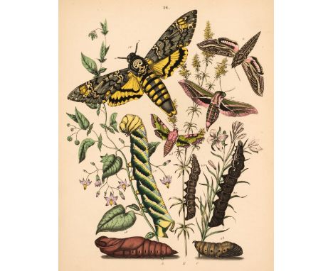 Kirby (W.F.) European Butterflies and Moths, London: Cassell, Petter, Galpin &amp; Co., 1882, 61 hand-coloured lithograph pla