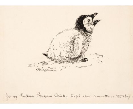 * Wilson (Edward Adrian, 1872-1912). Young Emperor Penguin Chick, original pen & ink study, signed below image and captioned 