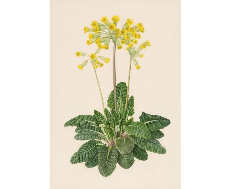 * Pickles (Kathy). Cowslips, May 1992, watercolour on wove, signed in pencil and dated lower right, image size 23.5 x 15 cm, 