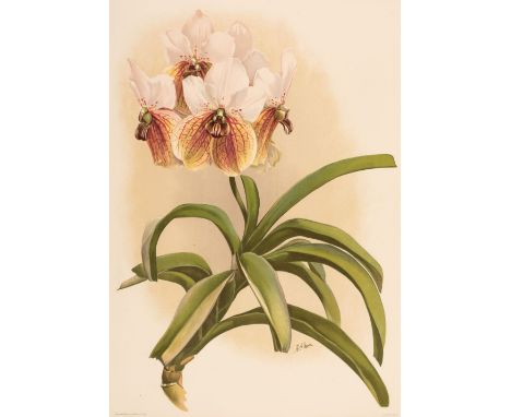 Sander (Frederick). Reichenbachia. Orchids Illustrated and Described, 4 volumes in 10, London: H. Sotheran &amp; Co., Saint A