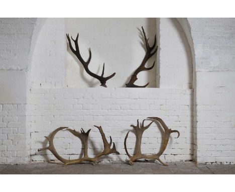Two pairs of deer antlers, unmounted, one fitted with an iron ring mount, lighter brown pair, each approximately57cm wide24cm
