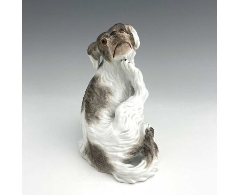 A Meissen figure of a Bolognese dog, model 78528, early 20th century, after J J Kaendler, modelled scratching its chin, incis