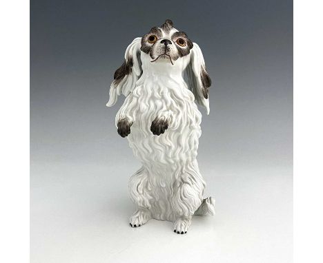 A Meissen figure of a Bolognese dog, model 78586, early 20th century, after J J Kaendler, modelled sitting upright on hind le
