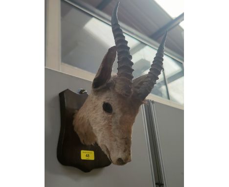 A small antelope's head with horns mounted on wooden wall bracket 